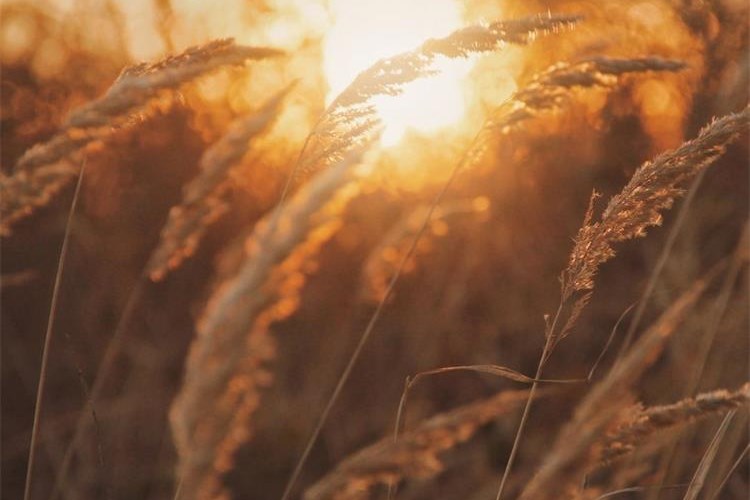 Slika /slike/Priopcenja/Foto_NOVO PRIOPĆENJA/Poljoprivreda/ef45hg54hwegf (105).jpg